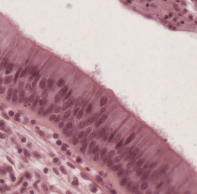 Pseudostratified columnar epithelium