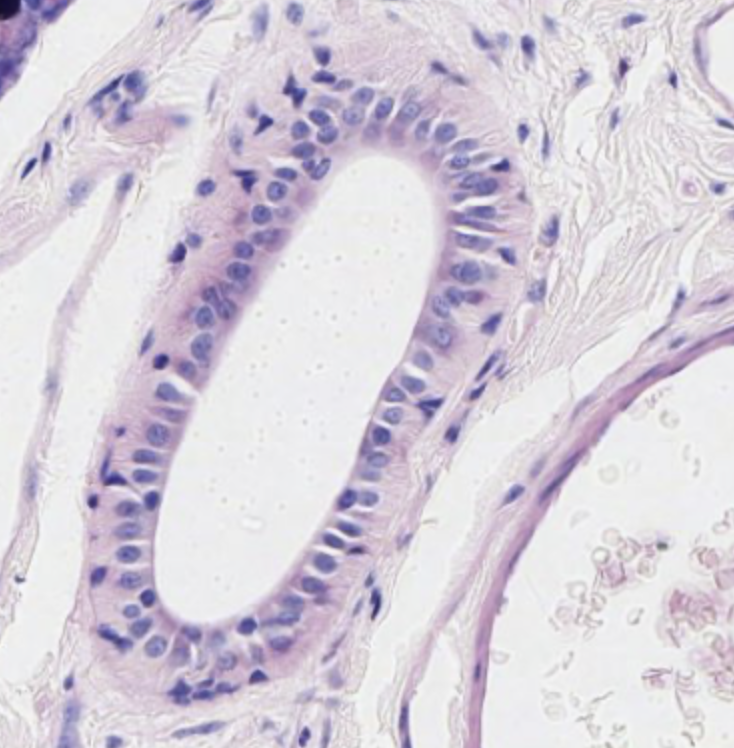 Stratified columnar epithelium